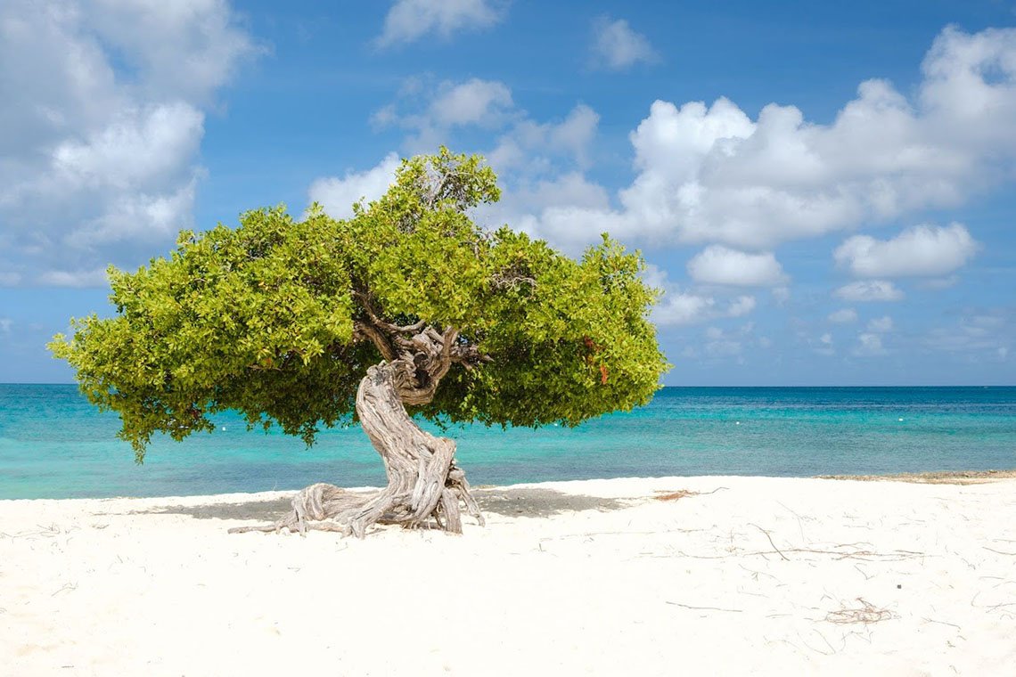A divi divi tree stands on the white sand of Eagle Beach in Aruba. 