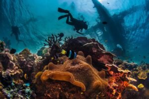 Scuba diver swimming above a thriving coral reef